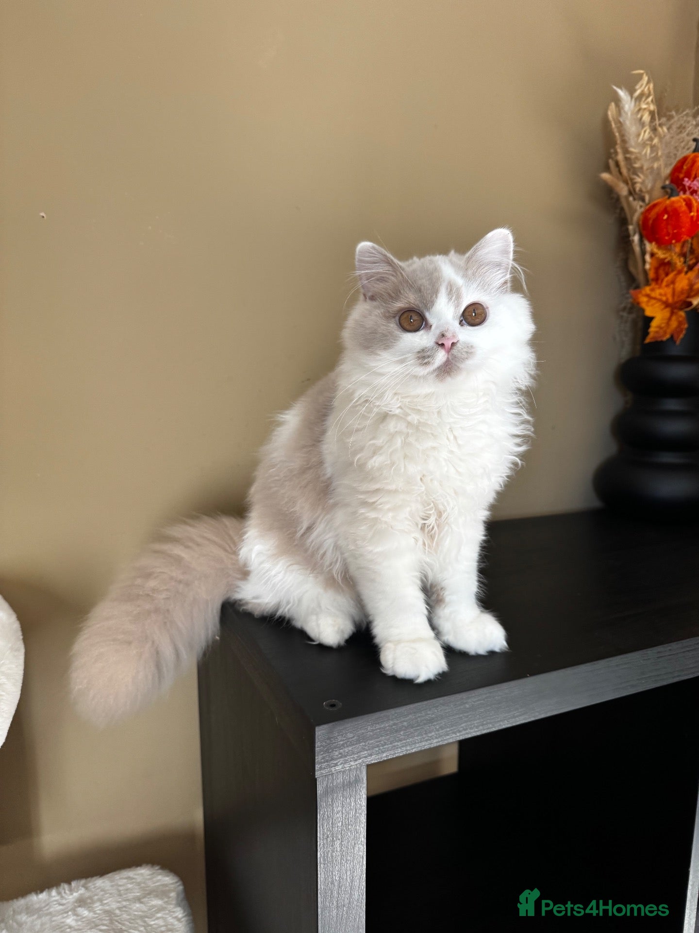 British Longhair cats Fawn and white British longhair male  - Advert 4