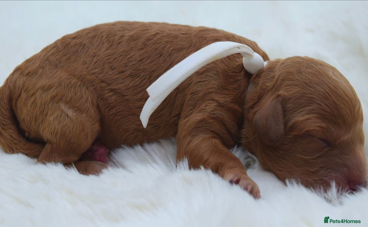 Cavapoo dogs - Advert 10