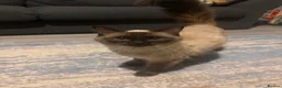 Ragdoll cats for sale: Ragdoll female chocolate kitten - Advert 1