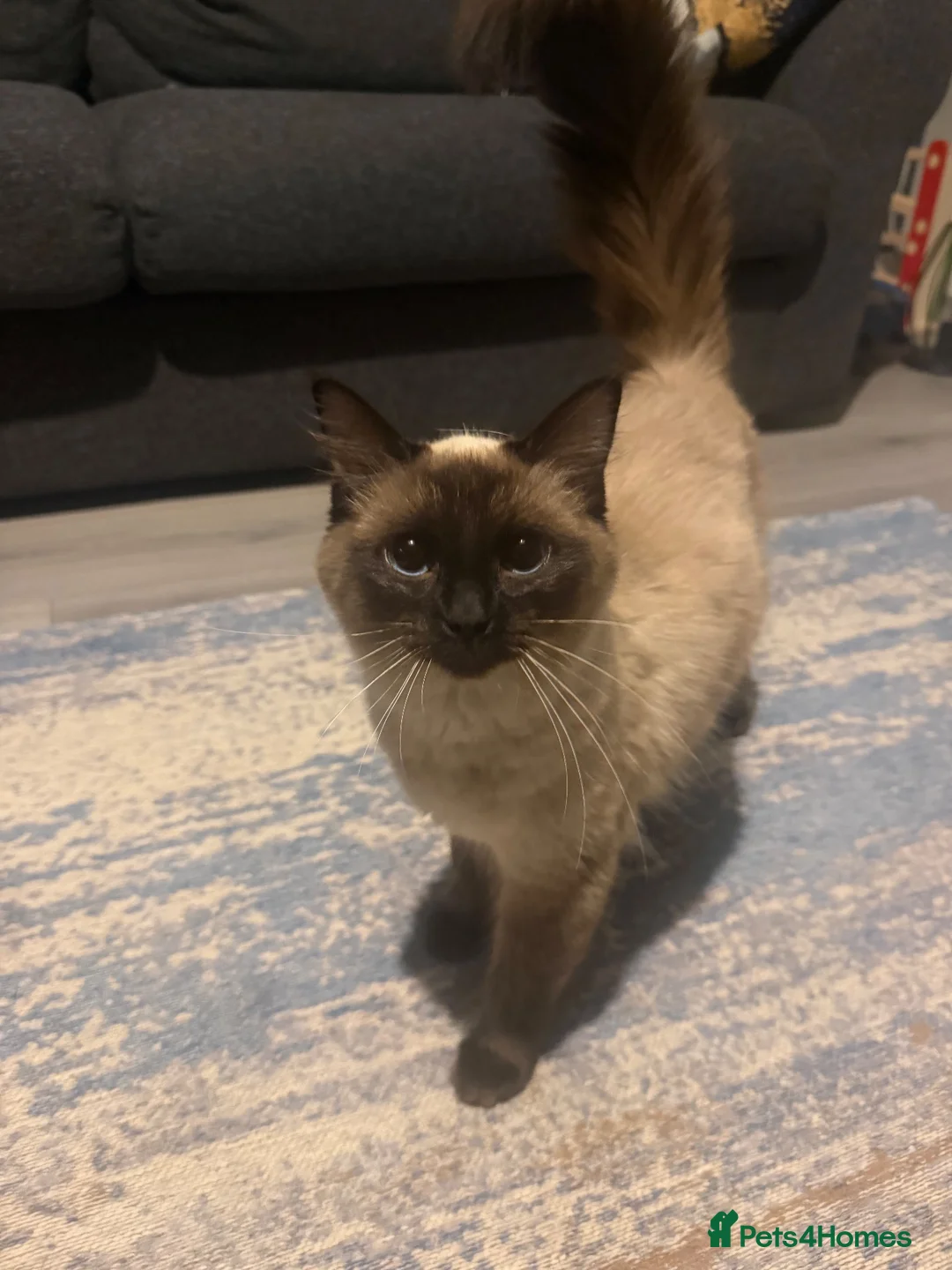 Ragdoll cats for sale: Ragdoll female chocolate kitten - Advert 1