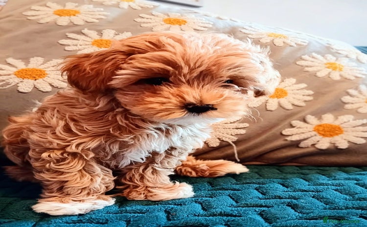 Maltipoo dogs - Advert 1