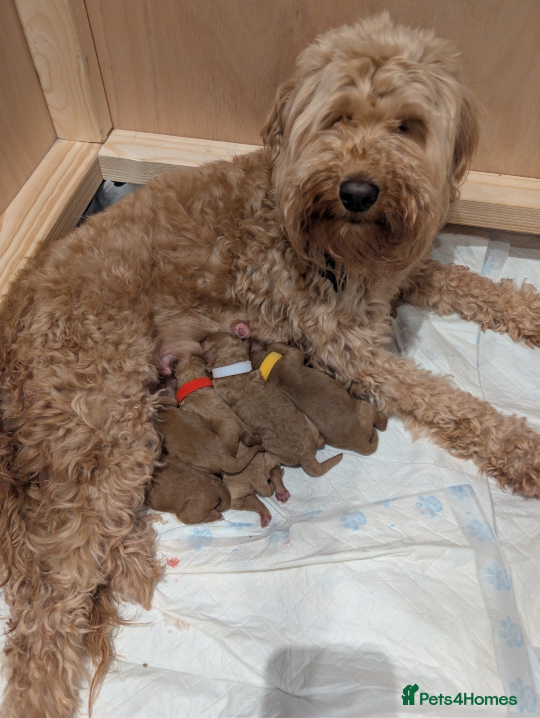 Goldendoodle dogs for sale: Miniature goldendoodle puppies   - Advert 15
