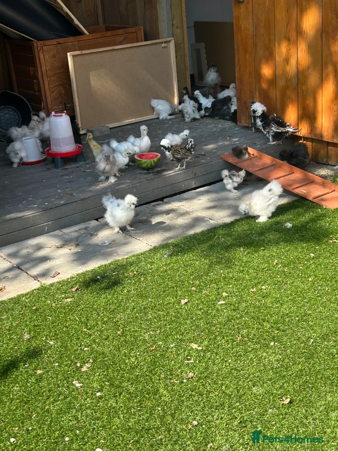 Chickens poultry for sale: Silkies - Advert 2
