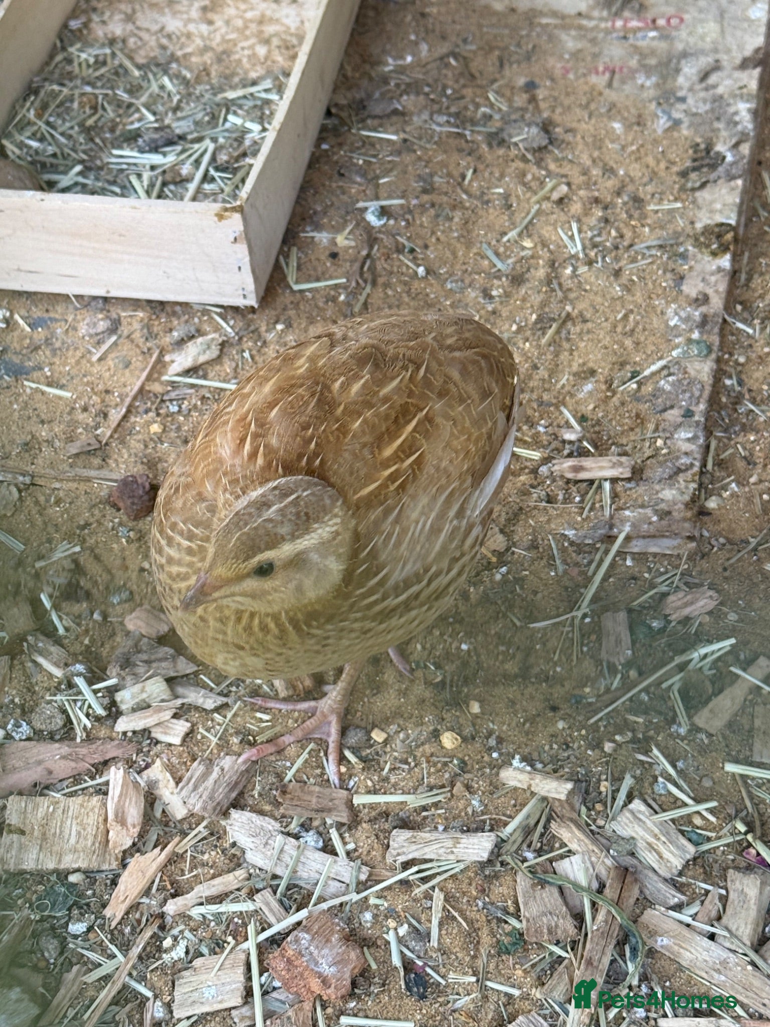 Quail poultry 2 lovely young quails - Advert 2
