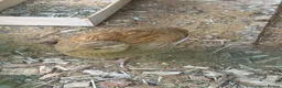 Quail poultry for sale: 2 lovely young quails in Maidenhead - Advert 2