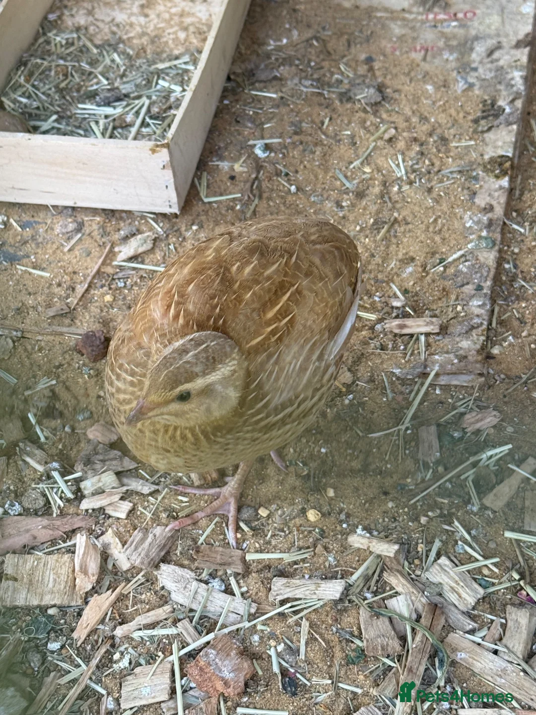 Quail poultry for sale: 2 lovely young quails in Maidenhead - Advert 2