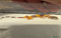 Leopard Gecko reptiles for sale: Baby Leopard geckos - Image 3