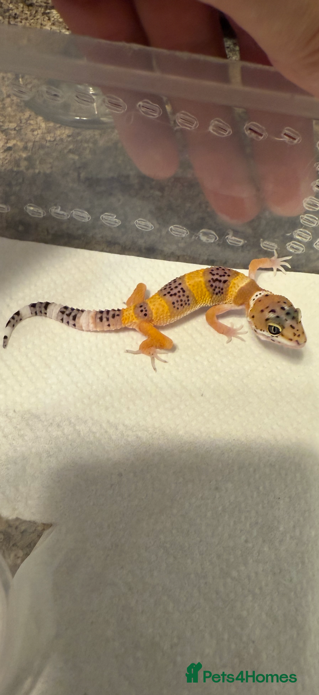 Leopard Gecko reptiles for sale: Baby Leopard geckos - Image 3