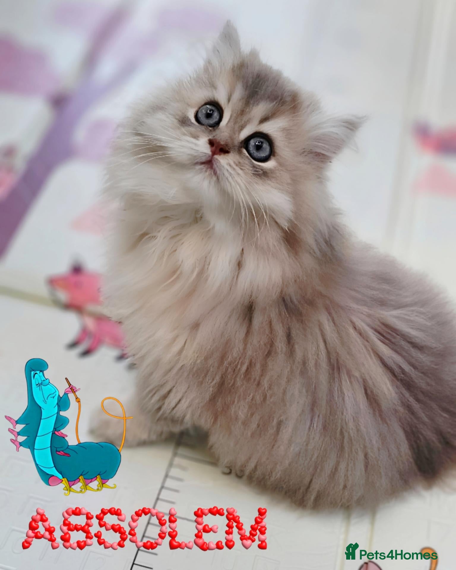 British Longhair cats 🧚‍♀️✨️ 3 Stunning  Sweet Babies 🐈🍬🐾 - Advert 2