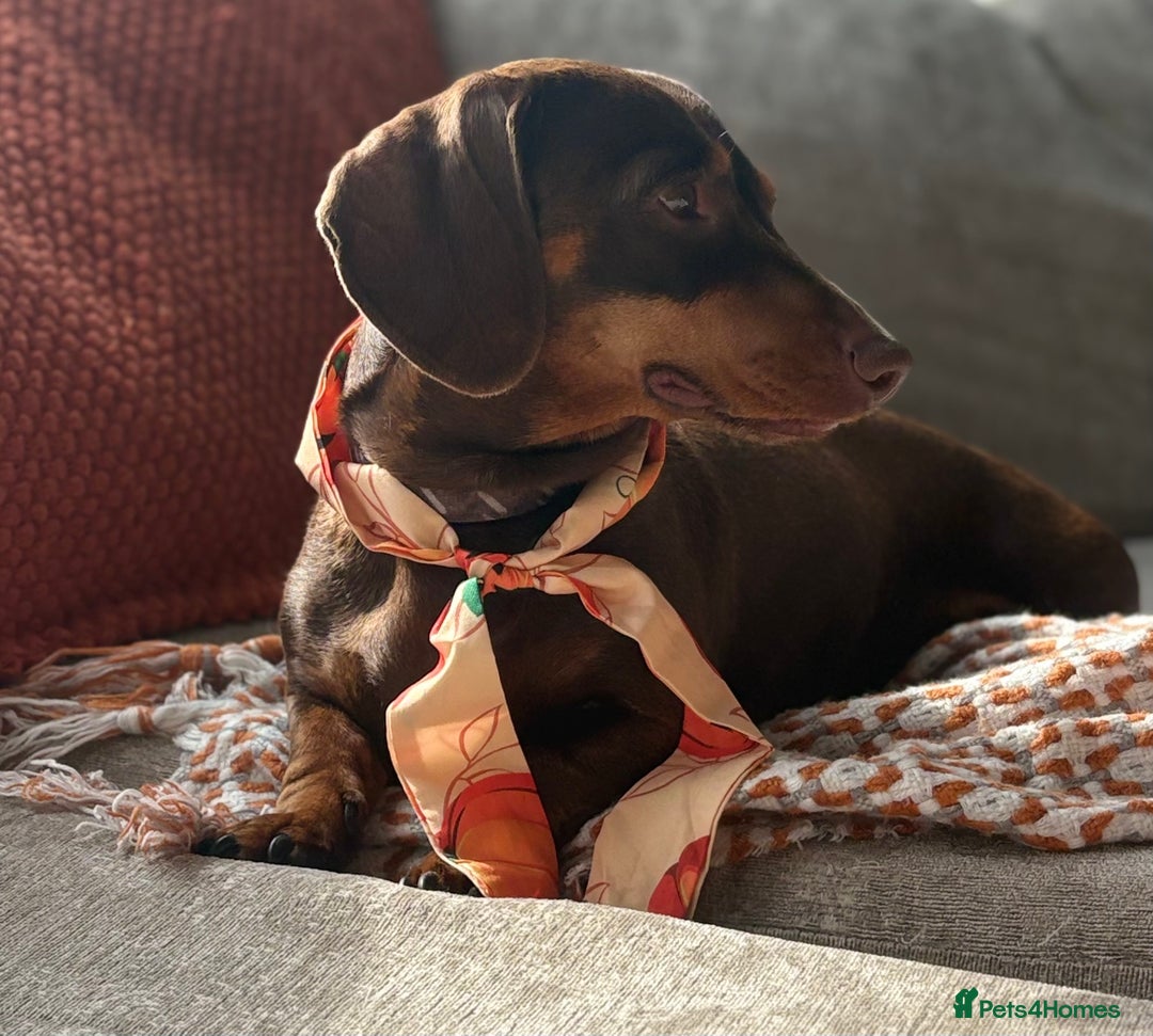 Miniature Dachshund dogs for stud: Chocolate and Tan Miniature Dachshund- Stud - Advert 9