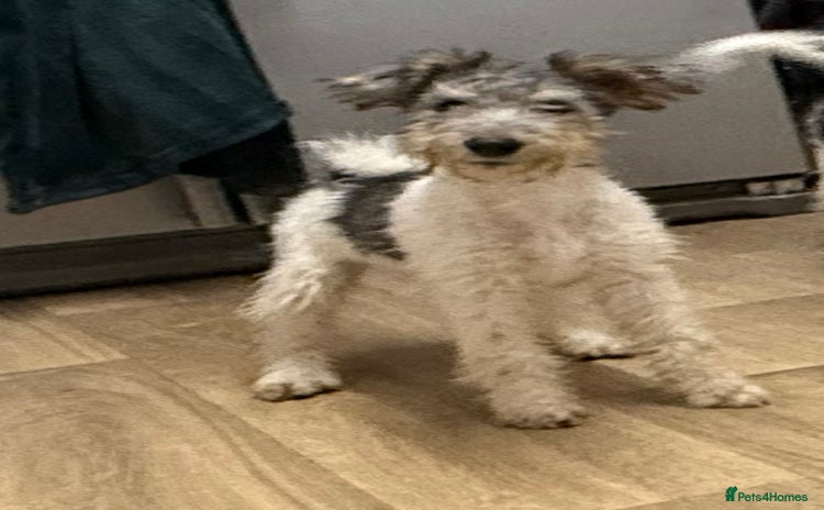 Fox Terrier dogs - Advert 1