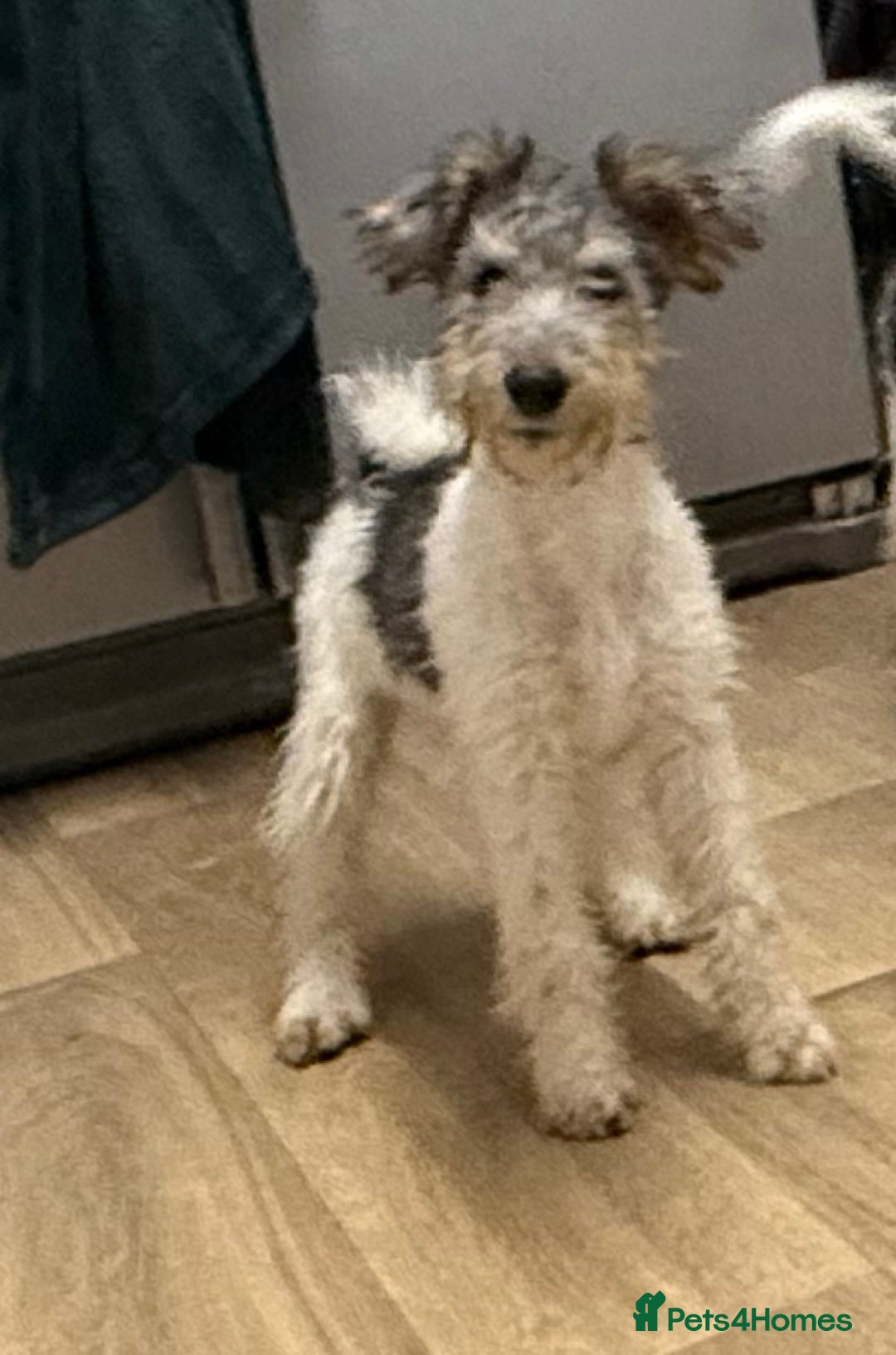 Fox Terrier dogs for sale: Adorable female Fox Terrier – 07514773500 - Image 1