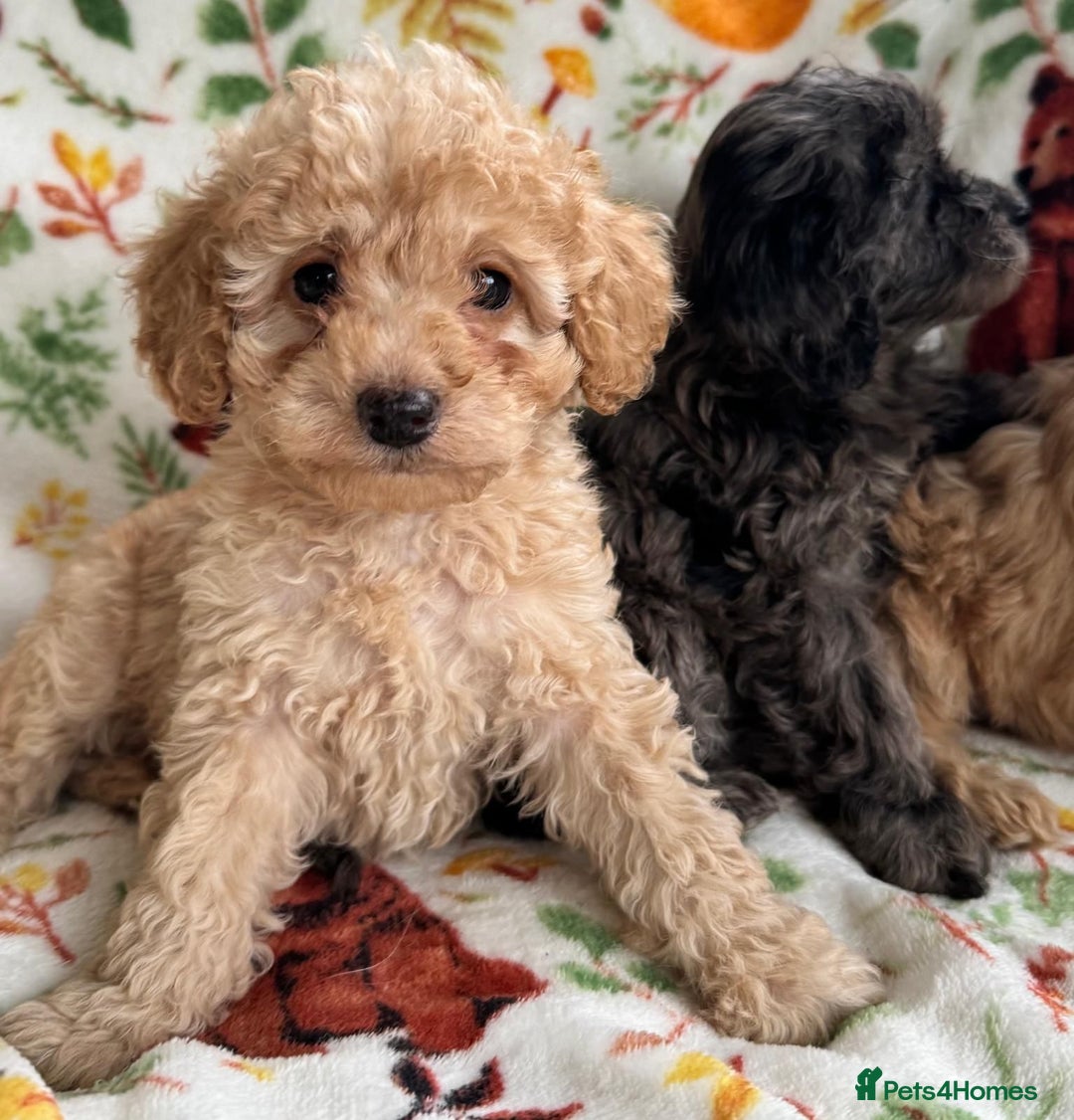Cavapoo dogs for sale: F1b cavapoo babies - Advert 9