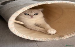 Scottish Fold cats for sale: White Scottish Fold Female looking for loving home - Image 4