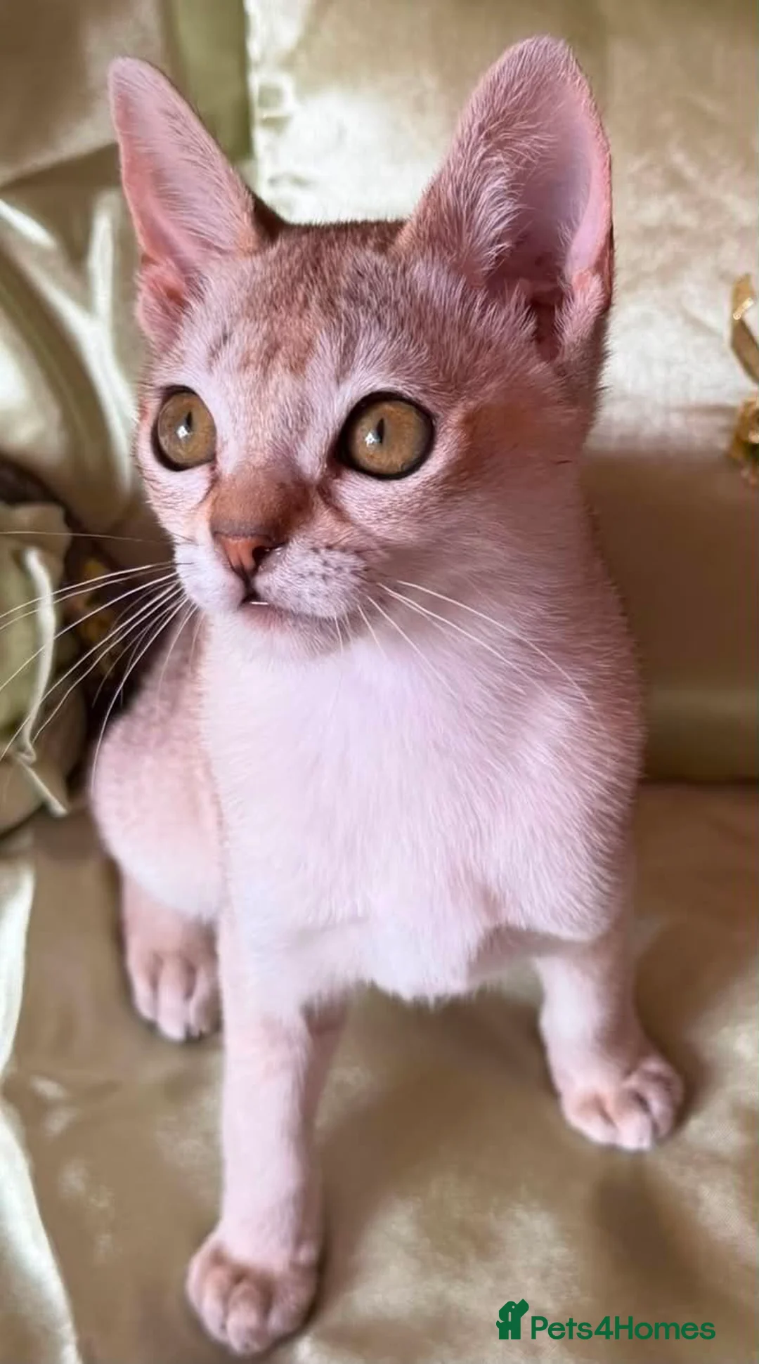 Singapura cats for sale: Rare Breed Singapura Kitten - Advert 1