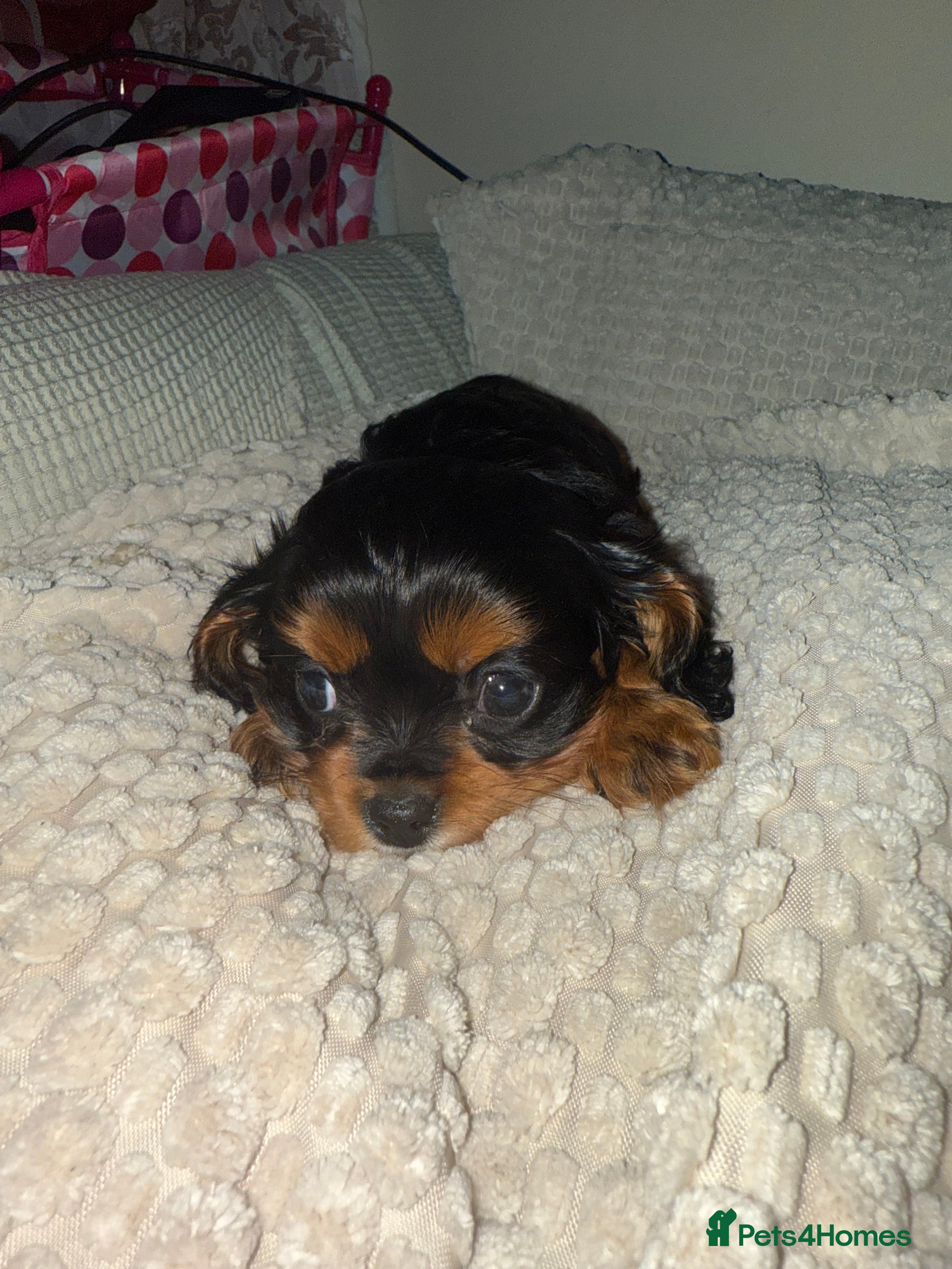 Cavalier King Charles Spaniel dogs Cavalier King Charles - Advert 1