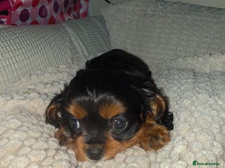 Cavalier King Charles Spaniel dogs Cavalier King Charles - Advert 1