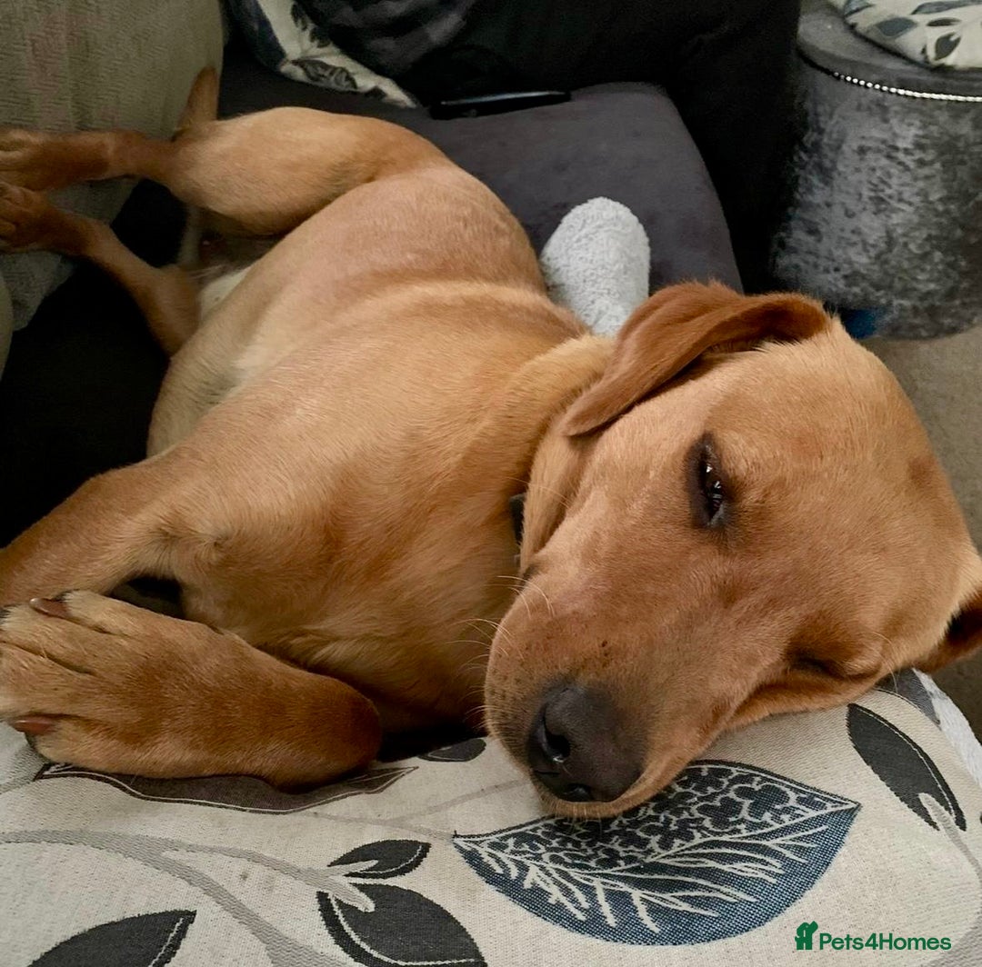 Labrador Retriever dogs for sale: Reluctant sale of KC registered Fox Red Labrador  - Image 5