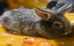 Mini Lion Lop rabbits for sale: Cute fluffy lion heads  - Image 11