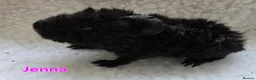 Guinea Pig rodents for sale: 2 Lunkarya Sows  - Advert 4