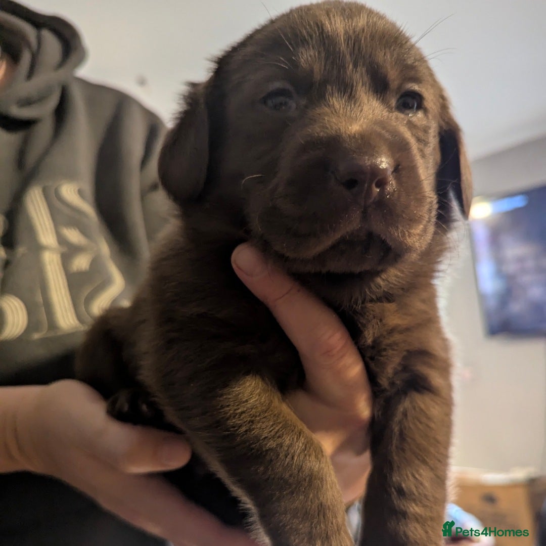 Labrador Retriever dogs for sale: Beautiful litter of brown & black labrador puppies - Image 2