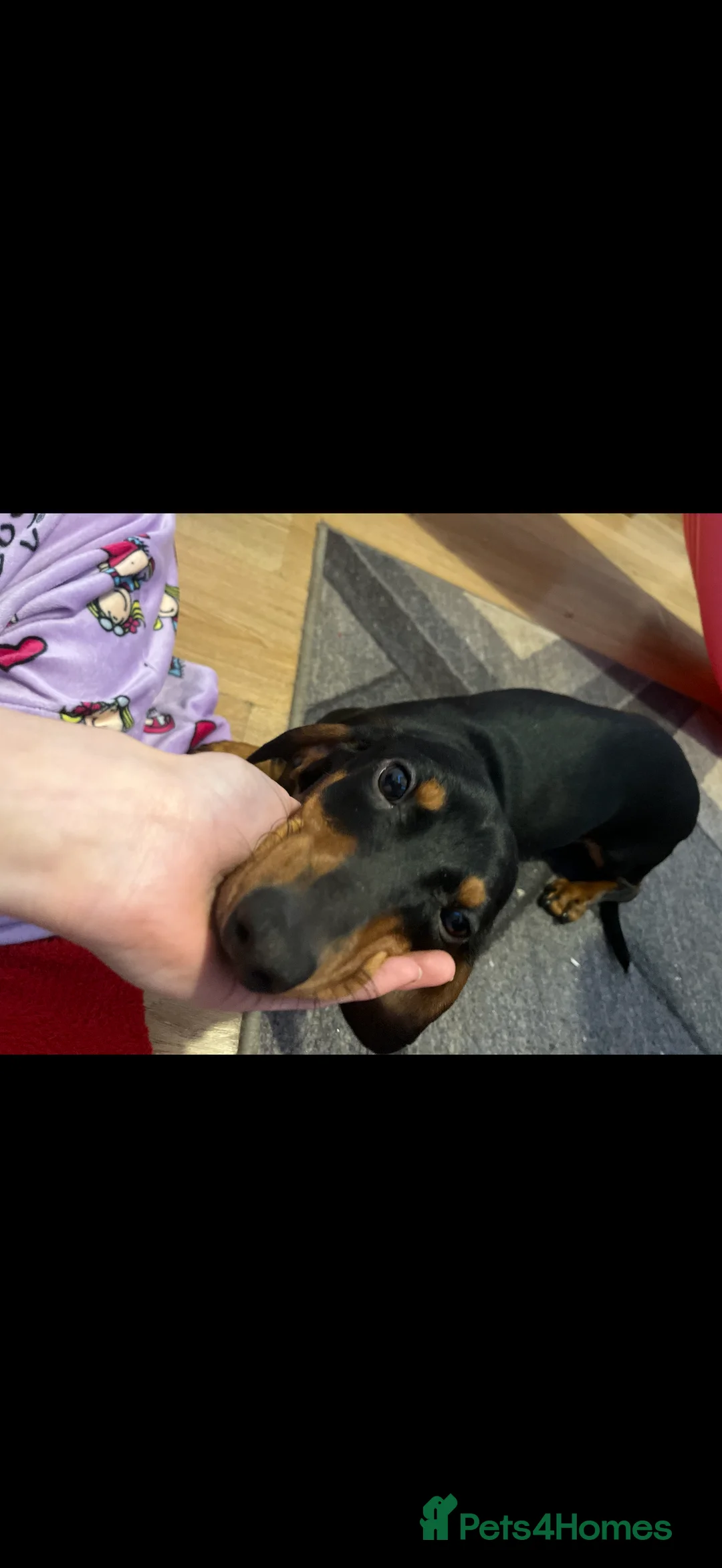 Dachshund dogs for sale: 8 month old male sausage dog - Advert 4
