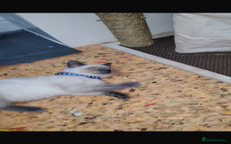 British Shorthair cats for sale: British shorthairs for sale - Advert 8