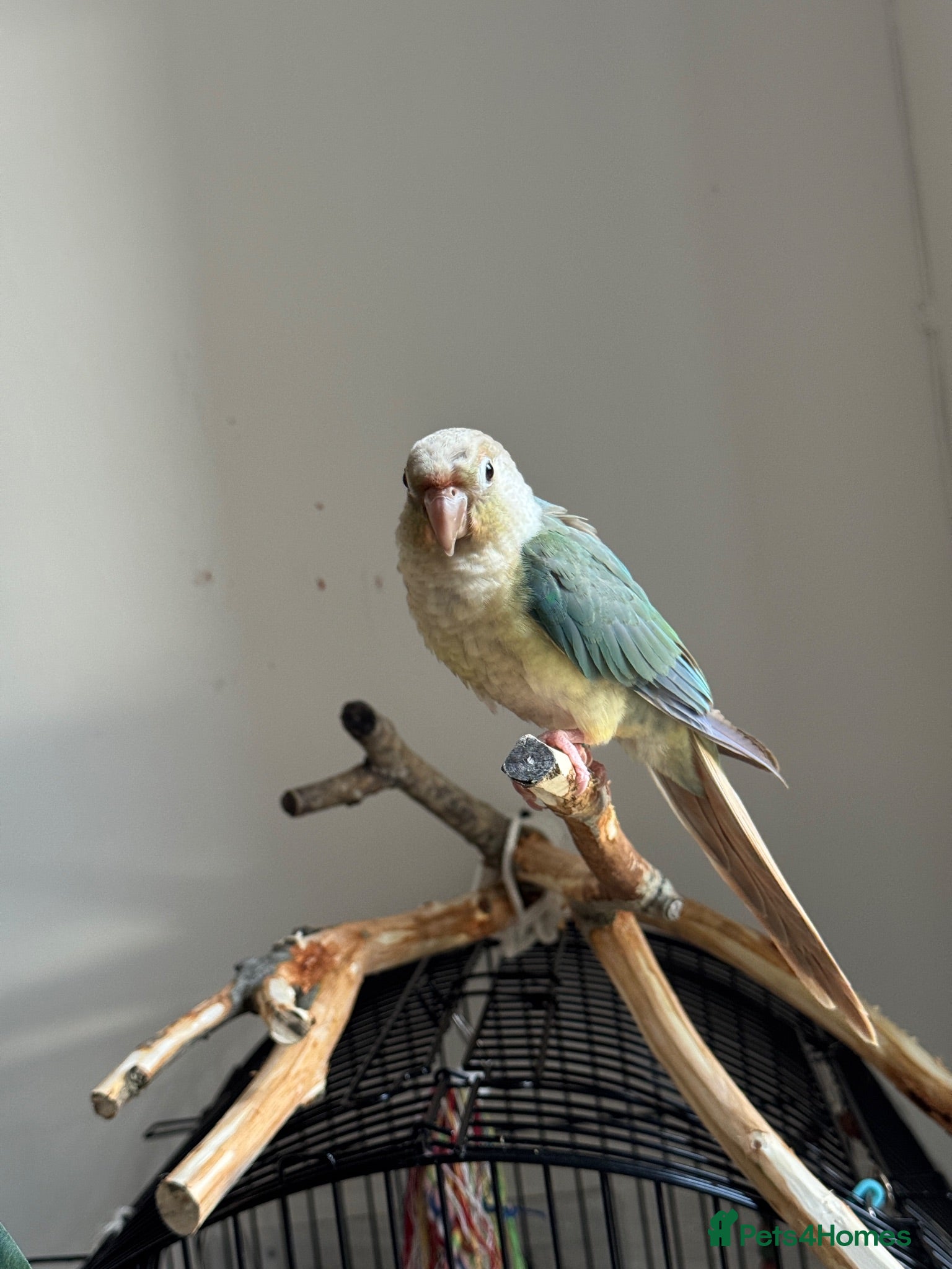 Conures birds Friendly Conure for Sale - Advert 1
