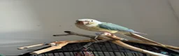 Conures birds for sale: Friendly Conure for Sale - Advert 1