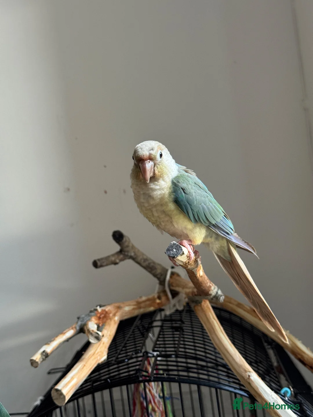 Conures birds for sale: Friendly Conure for Sale - Advert 1