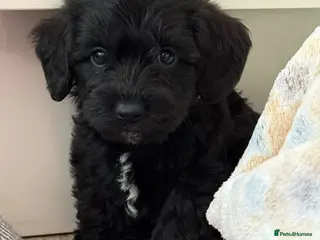 Miniature Schnauzer dogs for sale: Miniature Schnauzers X Pups **Ready Now** - Advert 1