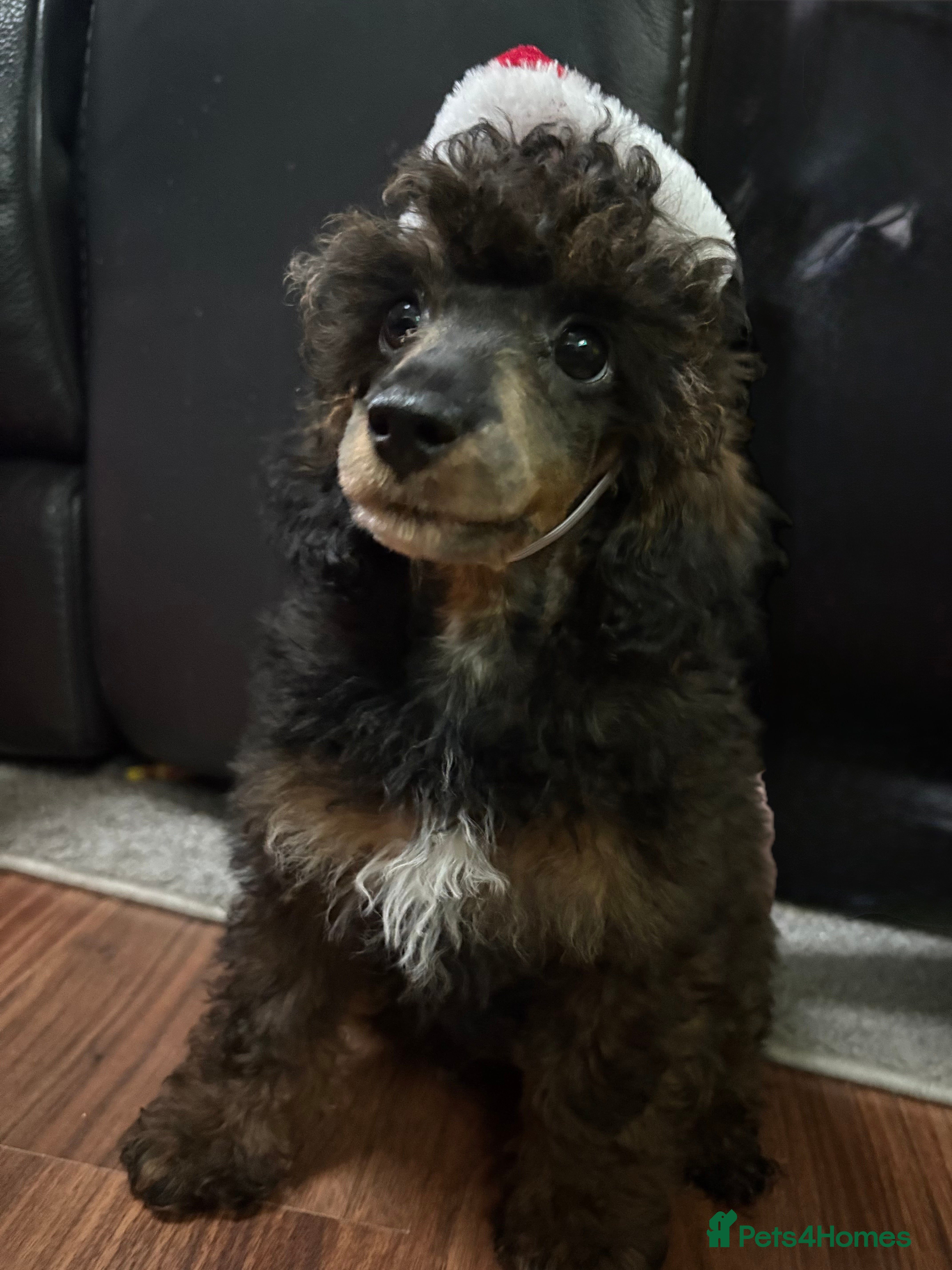 Toy Poodle dogs Kc registered toy poodle  - Advert 2