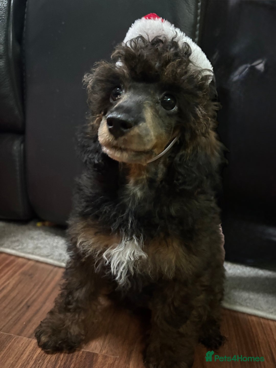 Toy Poodle dogs for sale: Kc registered toy poodle  - Advert 1