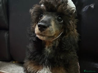 Toy Poodle dogs Kc registered toy poodle - Advert 2