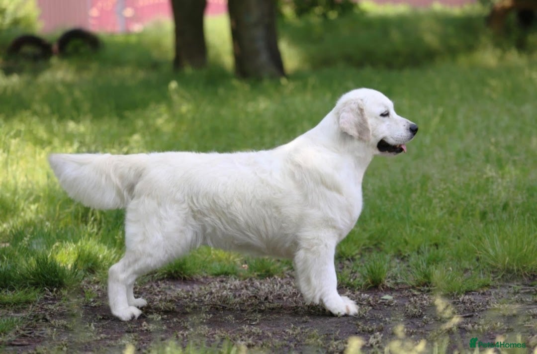 Golden Retriever dogs for sale: KC Registered Golden Retrievers - Advert 9