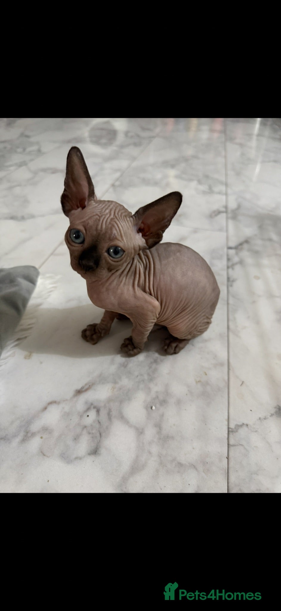 Sphynx cats Sphynx canadian kittens ready niw  - Advert 2