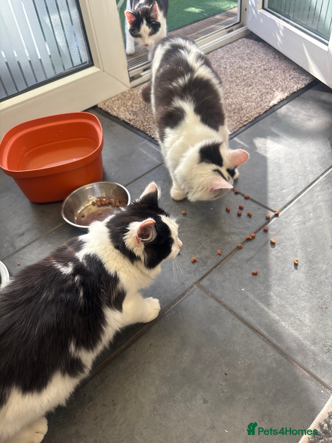 Mixed Breed cats for sale: 2 males 1 female - Image 1