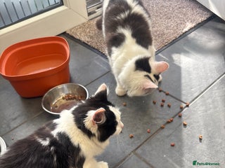 Mixed Breed cats - Advert 20