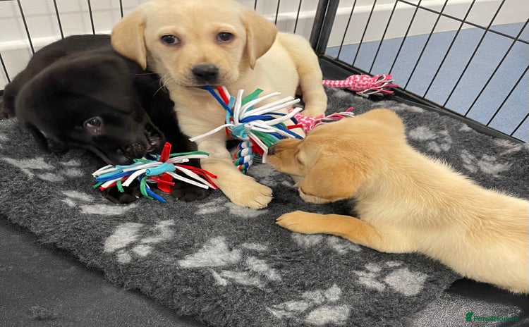 Labrador Retriever dogs - Advert 3