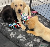 Labrador Retriever dogs - Advert 5