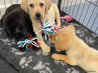 Labrador Retriever dogs - Advert 30