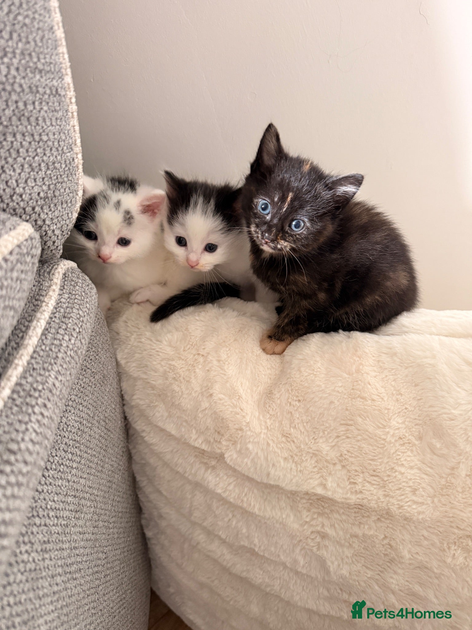 Mixed Breed cats BSH x Turkish Van kittens - Advert 12