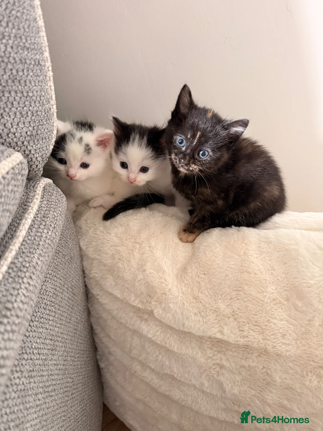 Mixed Breed cats for sale: BSH x Turkish Van kittens - Advert 1