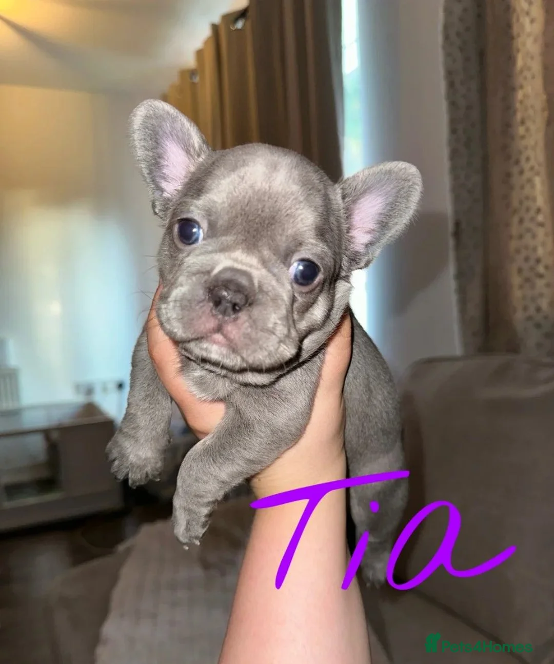 French Bulldog dogs for sale: Adorable French Bulldog Puppies  in Torquay - Advert 4