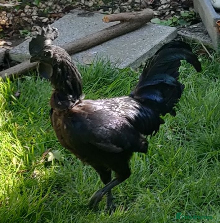 Chickens poultry Roosters and cockerels for Sale - Advert 1
