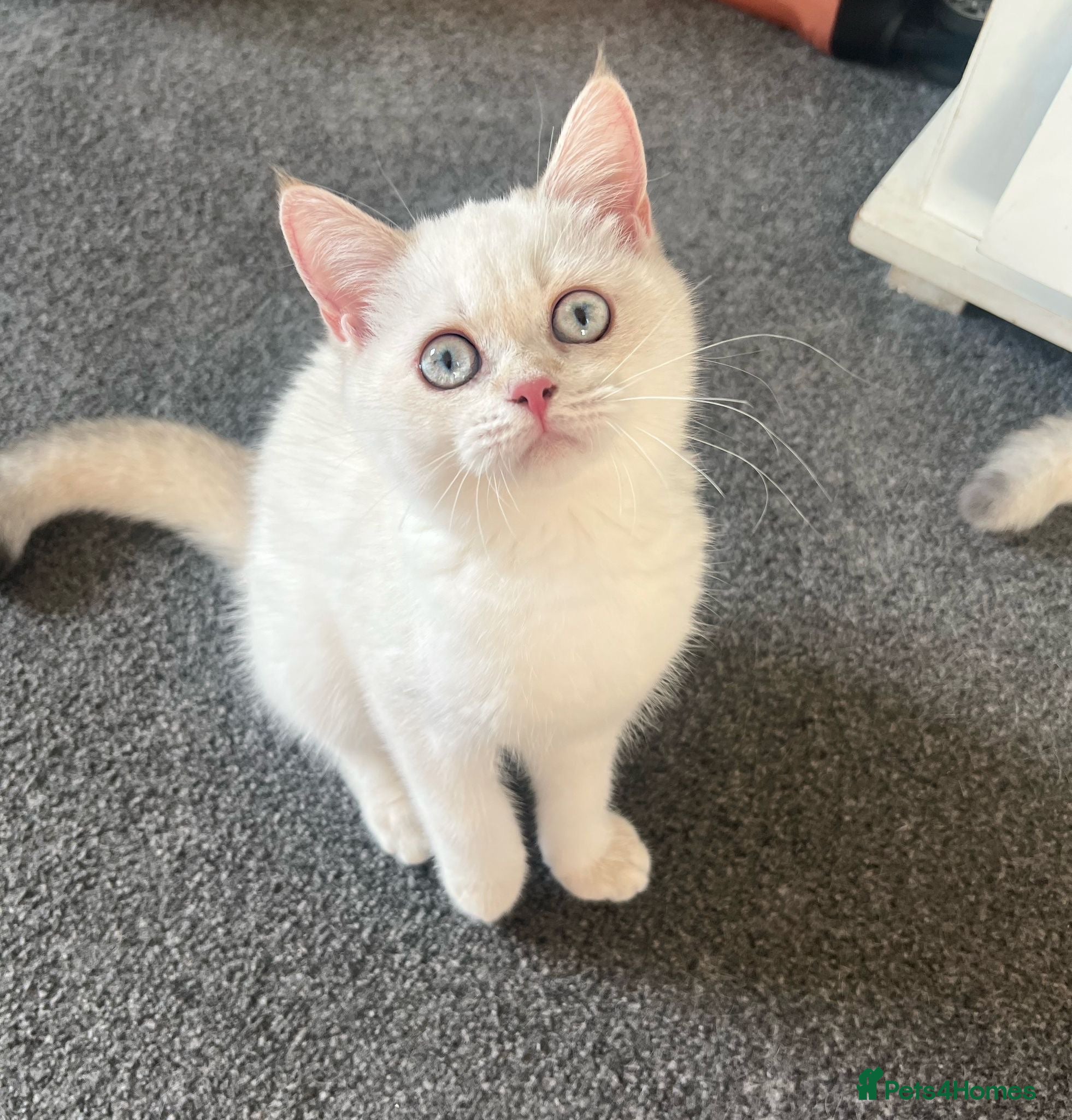 British Shorthair cats Rare GCCF Gold/Silver Tipped BSH Kittens - Advert 16