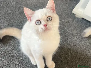 British Shorthair cats Rare GCCF Gold/Silver Tipped BSH Kittens - Advert 16