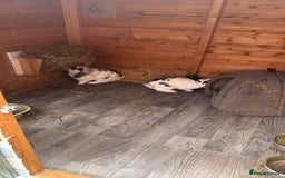 English Lop rabbits for sale: Two mini lop rabbits  - Image 7