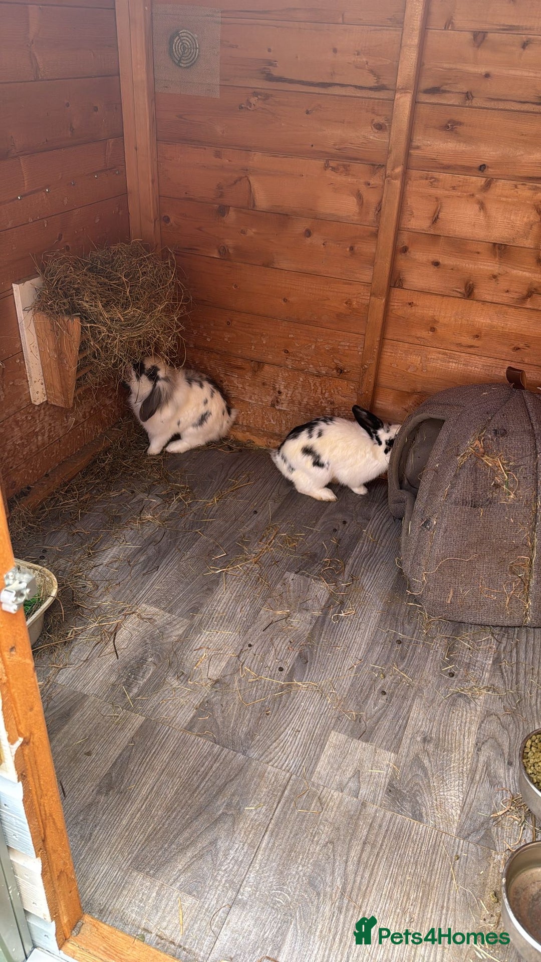 English Lop rabbits for sale: Two mini lop rabbits  - Image 7