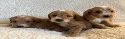 Cockapoo dogs for sale: F1bcockapoo puppies - DNA Health test clear  in Staines - Advert 13